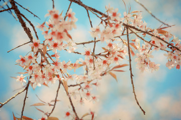 Wild Himalayan Cherry spring blossom