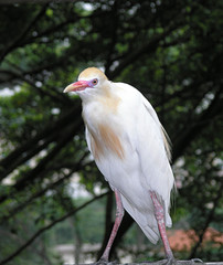  Bird Egret, latin name Bubulcus ibis.