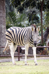 Fototapeta na wymiar Zebra on grassland in Khao kheow Zoo