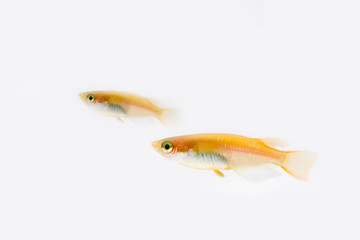 Obraz premium メダカ