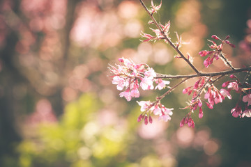 Wild Himalayan Cherry spring blossom
