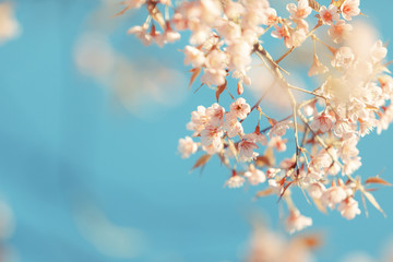 Wild Himalayan Cherry spring blossom