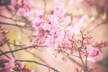 Wild Himalayan Cherry spring blossom