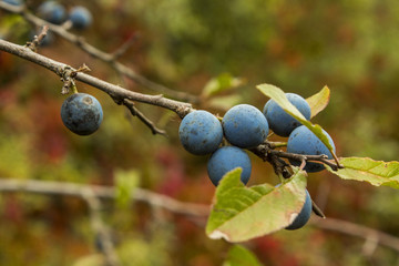 blackthorn,
