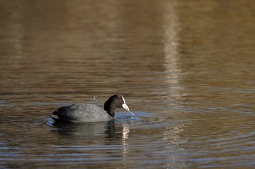 Coot (fulica)