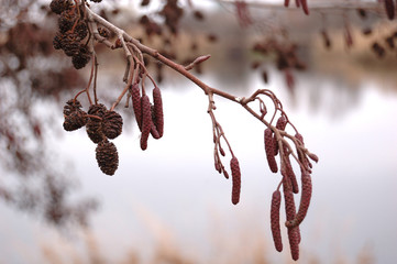 Part of alder branches with cones in winter.