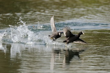 Coot (fulica)