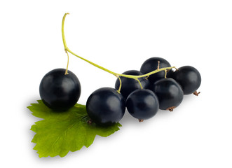 berries of black currant on white
