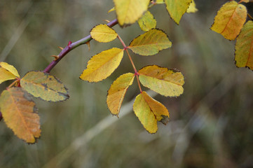 Yellowing leaves of the trees in autumn.