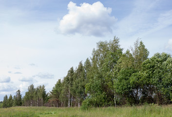 Obraz premium Summer landscape. Forest and field on a sunny day