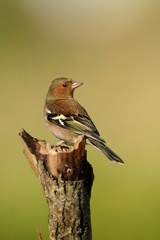 Finch (Fringilla coelebs)