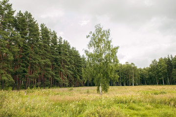 Summer landscape. Forest and field on a sunny day