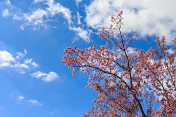 Thai sakura or Cherry blossom in Chiang mai, Thailand