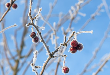 red berries covered with ice crystals
