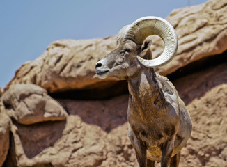 alpha male big horn sheep