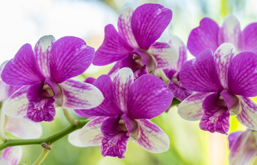 Dendrobium sonia orchid