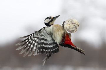 great spotted woodpecker flying with a ball of food - obrazy, fototapety, plakaty