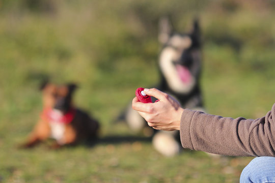 Clicker Training