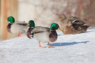 Five ducks on snow