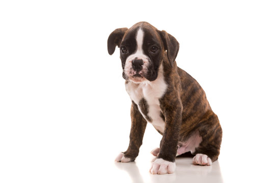 Beautiful Boxer Puppy