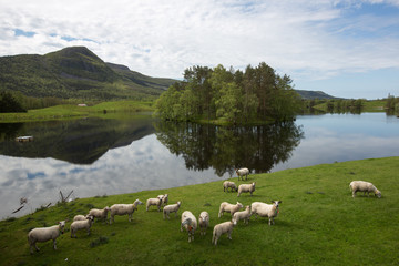 Norwegian landscape with sheeps