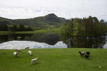 Norwegian landscape with sheeps