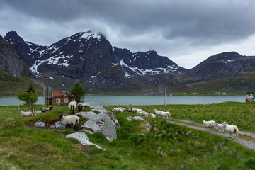 Norwegian lofoten landscape with sheeps