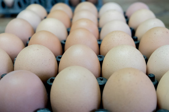 Egg chicken farm,selection focus.