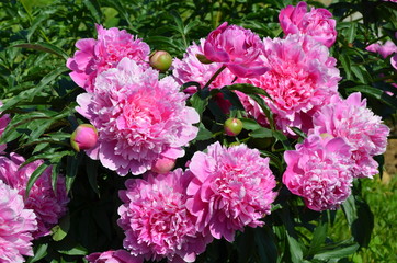 Fototapeta premium Blooming pink peony flowers 