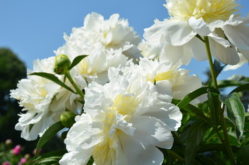 Blooming white peony flowers 
