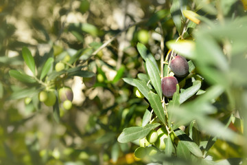 Ripe mediterranean olives. Olive trees garden, organic olives re