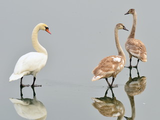walking on the water surface