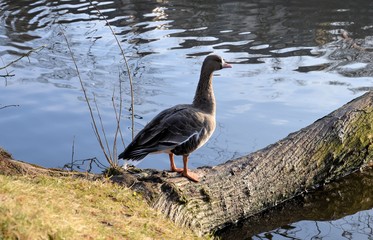 Wildgänse - Wildgans am See 