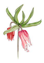 Fritillaria imperialis.