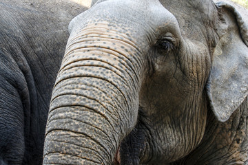 Closeup of elephant head