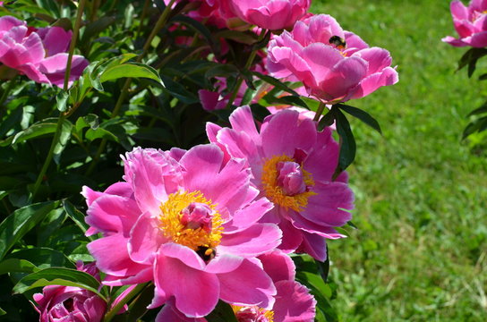 Blooming pink peony flower in the garden 