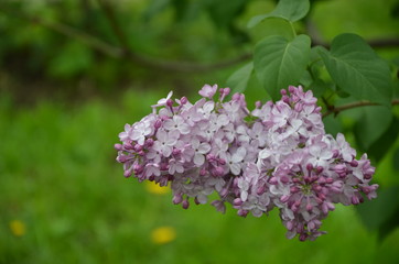 Blooming lilac flowers in the garden 