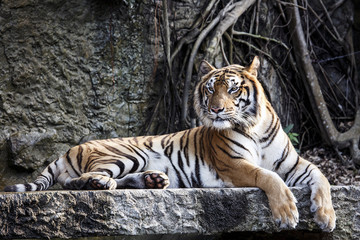Tiger with a relaxing evening