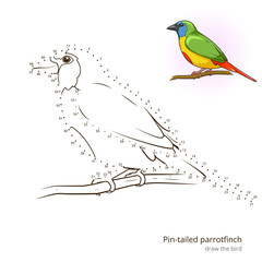 Pin tailed parrotfinch bird learn to draw vector