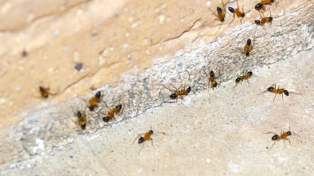Closeup macro of common sugar ants grouping against side of concrete brick building in 4k
