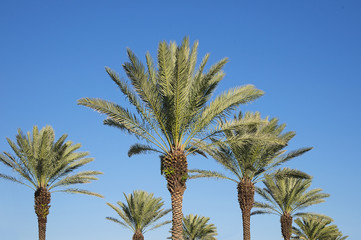 Obraz na płótnie Canvas Palm trees in the blue sunny sky