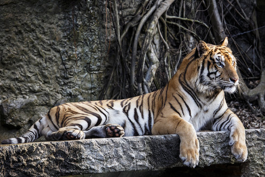 Fototapeta Tiger with a relaxing evening