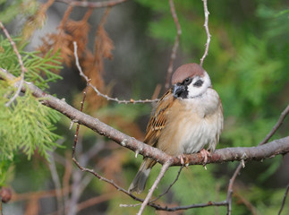 Sparrow perched on a branch

