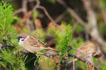 Sparrow perched on a branch
