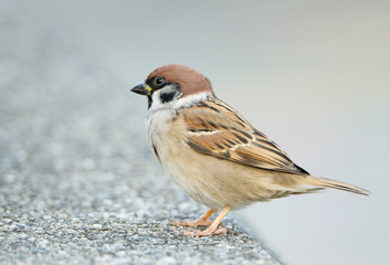 Sparrow perched on a branch
