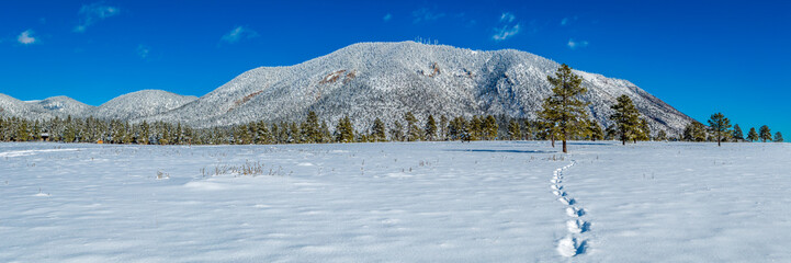 Snow covered northern Arizona winter landscapes. 