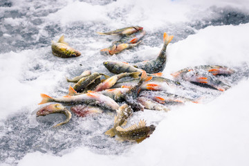 frozen river fish on ice at ice fishing in winter