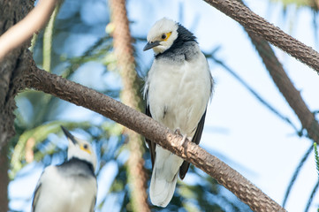 black-collared Starling bird (Sturnus nigricollis) standing on the branch 
