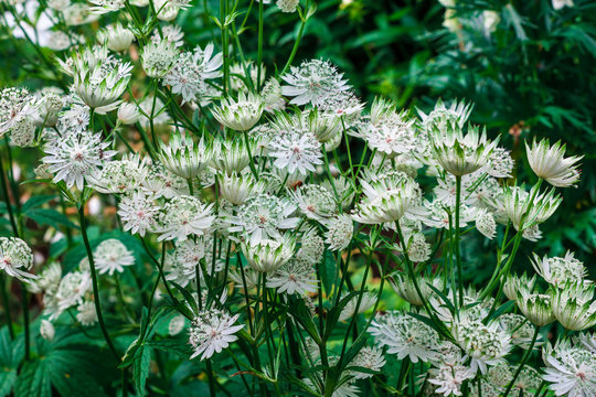 Astrantia flowers in a herbaceous border. 