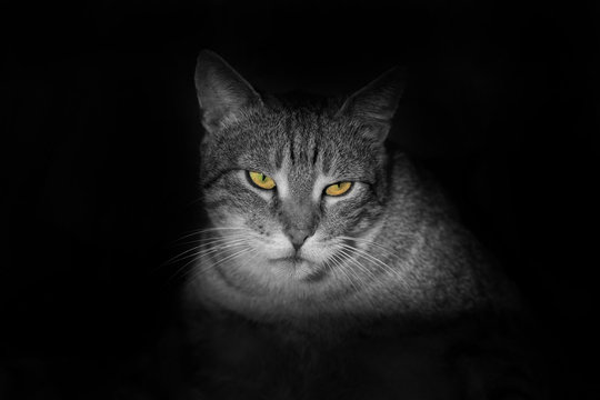 Portrait of a cat on a black background , cat in black Stock Photo | Adobe  Stock